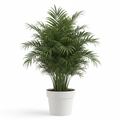 Areca Palm