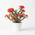 Crown of Thorns Plant