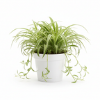 Spider Plants