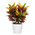Croton Plant