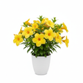 Allamanda Plant