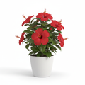Hibiscus Plant