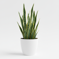 Snake Plant