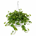 Pothos Plant