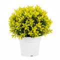 Yellow Bush Plant