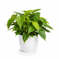 Philodendron