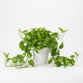 Money Plant