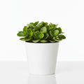 Peperomia
